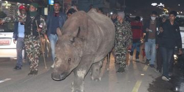 एमालेको महाधिवेशनस्थलमा कहाँबाट आयो जीवित गैंडा ?