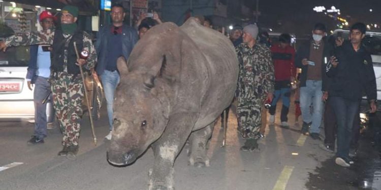 एमालेको महाधिवेशनस्थलमा कहाँबाट आयो जीवित गैंडा ?