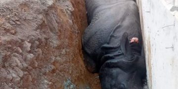 गैँडा मृत्यु घटना : ठेकेदारलाई पक्राउ पुर्जी जारी