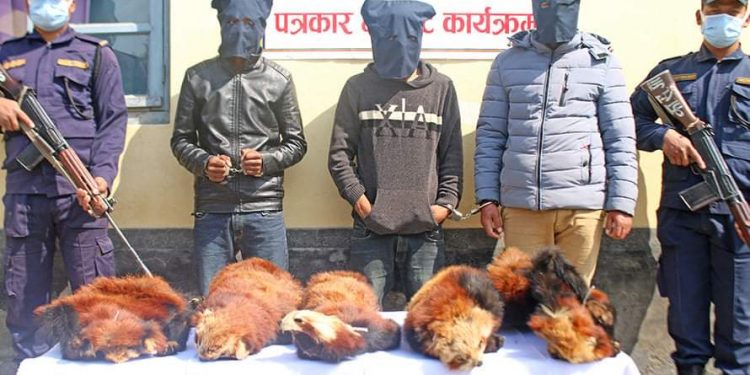 रेडपान्डाकाे छालासहित ३ जना पक्राउ
