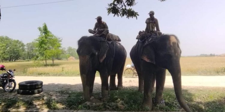 बिक्री गर्न भारततर्फ लगिएको हात्तीसहित तिन जना पक्राउ