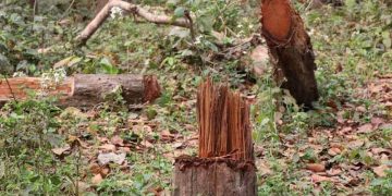 जानकीनगर साझेदारी वनमा ब्यापक काठ तस्करी,सम्बन्धित निकाय मौन