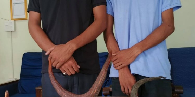 जरायोको सिंहसहित दुई जना पक्राउ