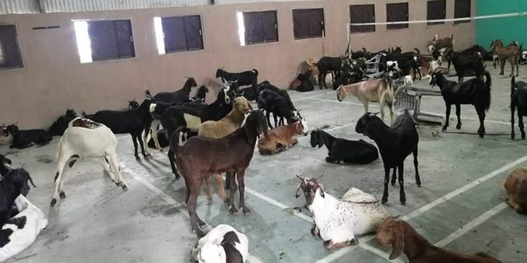 प्रतिबन्धित खसी र राँगा बरामद