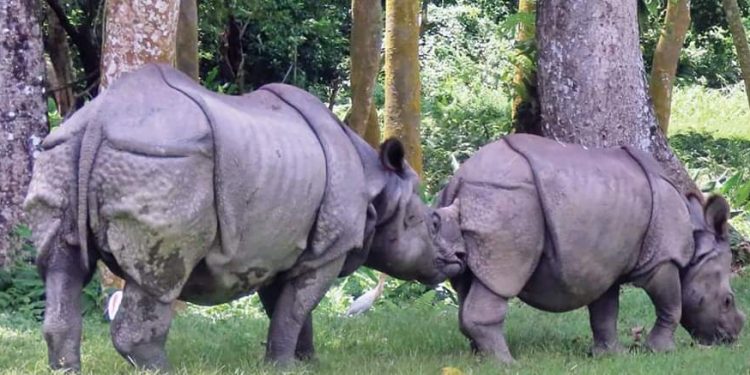 भालेले जबरजस्ती गर्न खोज्दा जुधेर धेरैजसो गैँडाको जान्छ ज्यान