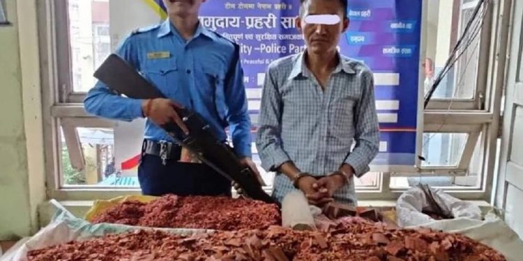 रक्त चन्दनको व्यापार गर्ने रोगन समातिए