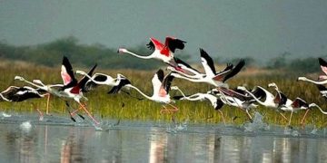 जाडो छल्न पर्यटक चरा धमाधम् नेपाल आउन थाले
