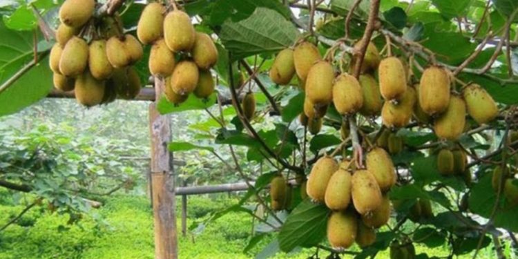 म्याग्दीका सुन्तलामा ‘स्केल’ रोग