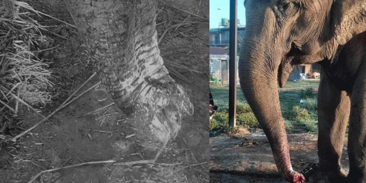 सौराहामा हात्तीको सूँड काटियो