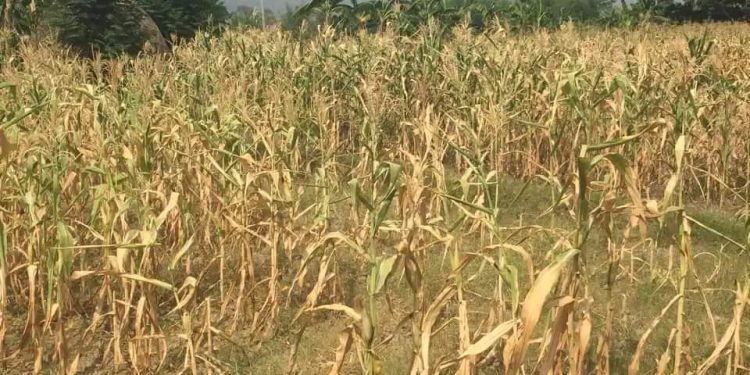 घोगा लाग्ने बेलामा खेतमै सुके मकैका बोट