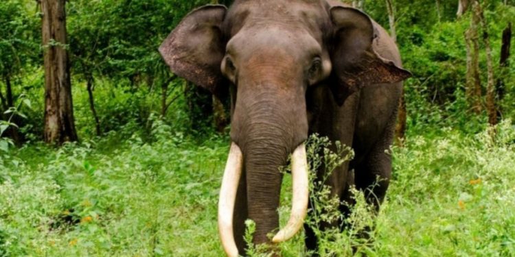 हात्तीको आक्रमणबाट एक जना घाइते