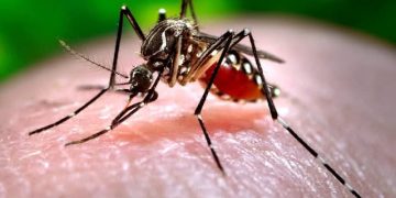झापामा दुई महिलामा जापनिज इन्सेफलाइटिस सङ्क्रमण पुष्टि